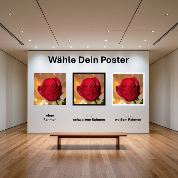 Poster Rote Rose in voller Blüte B-00017 mit und ohne Rahmen