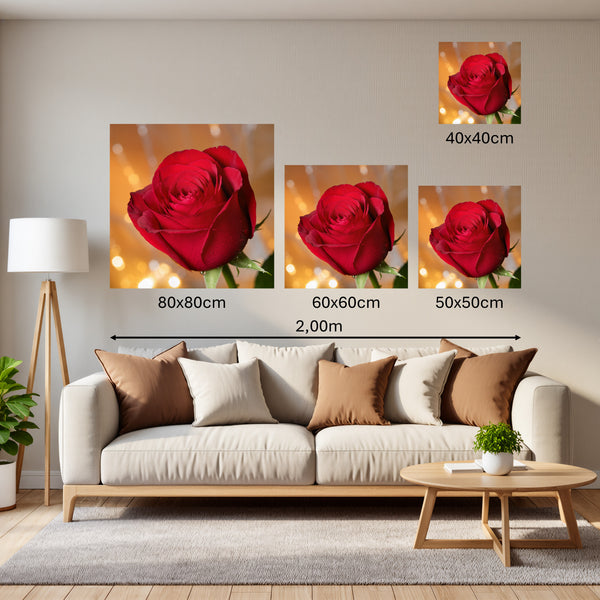 Groessenvergleich Poster Wandbilder Rote Rose in voller Blüte B-00017 Quadrat