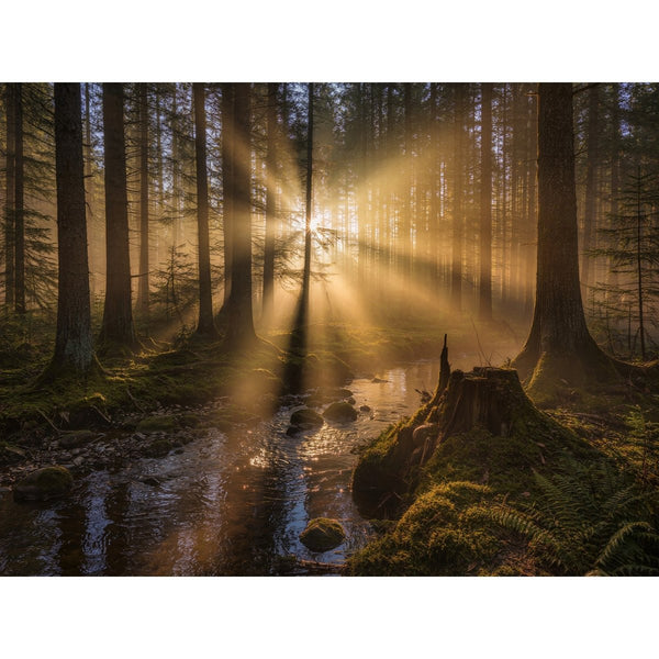Hauptbild Mystischer Wald mit Sonnenstrahlen