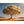 Hauptbild Goldener Baum in der Natur