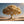 Hauptbild Goldener Baum in der Natur