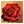 Hauptbild Rote Rose in voller Blüte