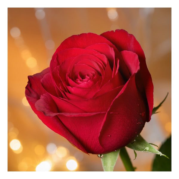 Hauptbild Rote Rose in voller Blüte B-00017
