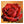 Hauptbild Rote Rose in voller Blüte
