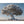 Hauptbild Silberner Baum