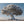 Hauptbild Silberner Baum