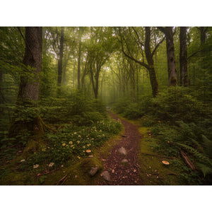 Hauptbild Verzauberter Waldweg