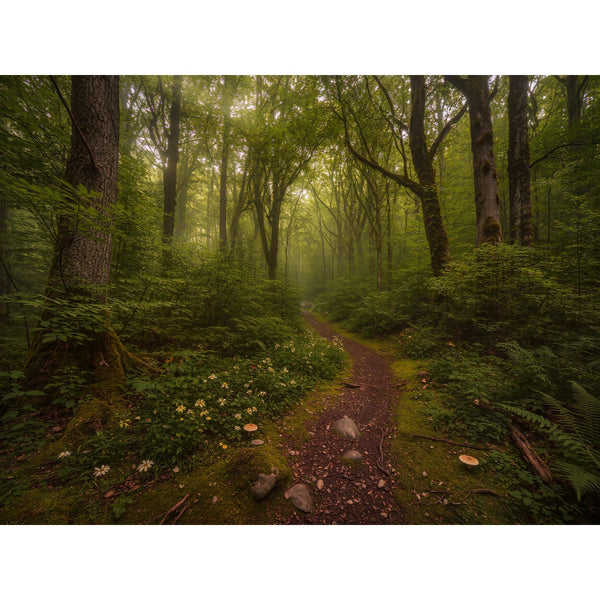 Hauptbild Verzauberter Waldweg