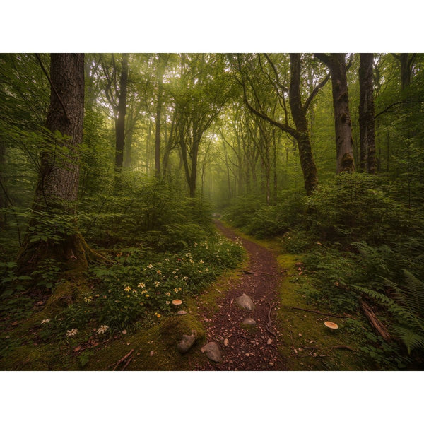 Hauptbild Verzauberter Waldweg