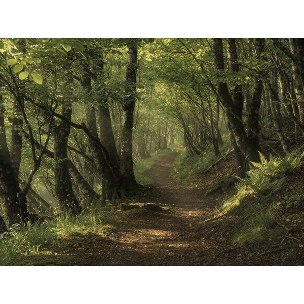 Hauptbild Waldweg im Morgenlicht