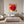 Leinwandbild Rote Rose in voller Blüte B-00017 fuer Schlafzimmer grauoderbeige Quadrat