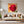 Leinwandbild Rote Rose in voller Blüte B-00017 fuer Wohnzimmer grauoderbeige Quadrat