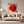 Leinwandbild Rote Rose in voller Blüte B-00017 fuer Wohnzimmer grauoderbeige Quadrat