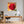 Poster Wandbild Rote Rose in voller Blüte B-00017 fuer Buero und Arbeitszimmer dunkelanthrazit Quadrat