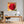 Poster Wandbild Rote Rose in voller Blüte B-00017 fuer Buero und Arbeitszimmer dunkelanthrazit Quadrat