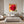 Poster Wandbild Rote Rose in voller Blüte B-00017 fuer Schlafzimmer grauoderbeige Quadrat