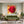 Poster Wandbild Rote Rose in voller Blüte B-00017 fuer Wohnzimmer gruen Quadrat