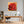 Poster Wandbild Rote Rose in voller Blüte fuer Buero und Arbeitszimmer warmeFarben Quadrat